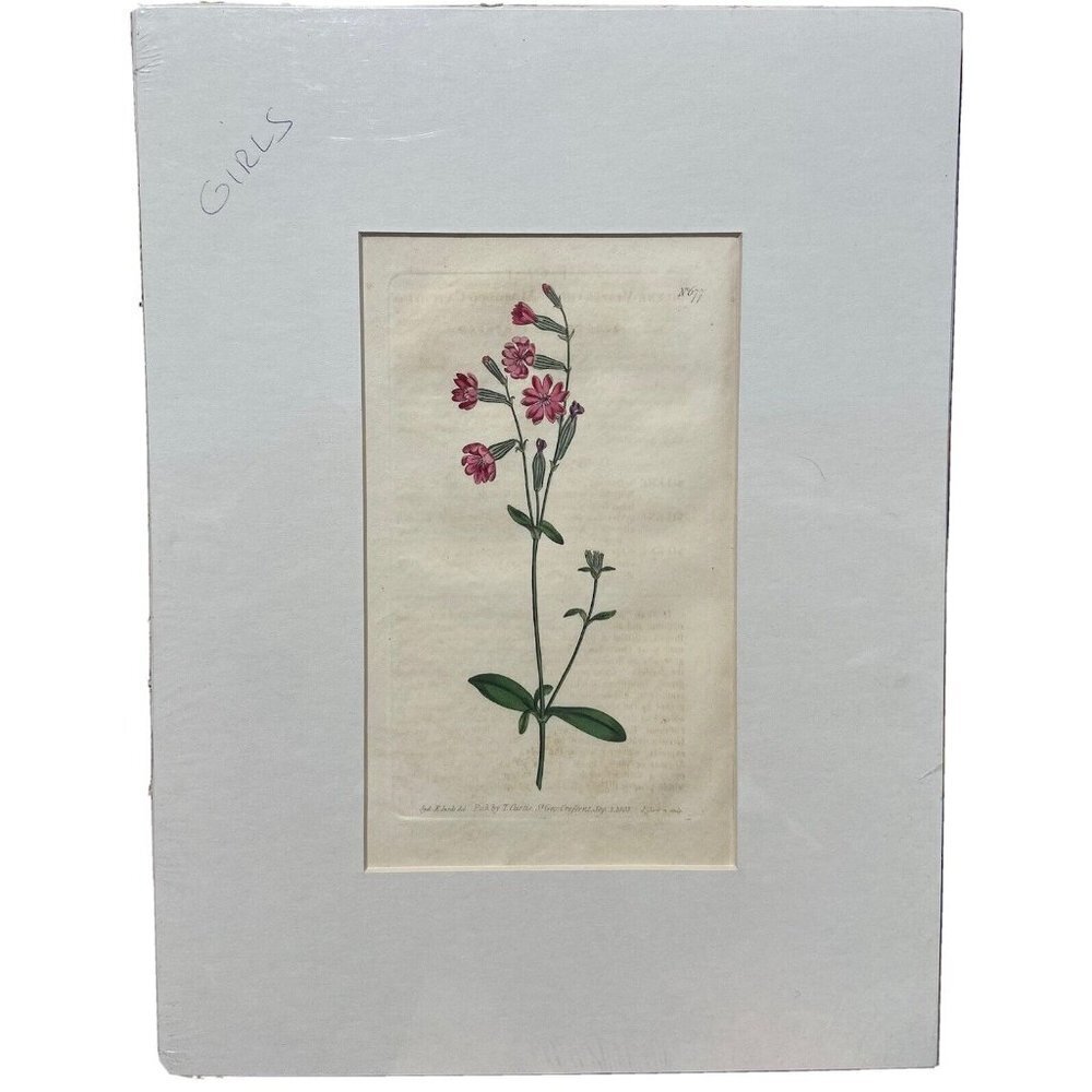 Curtis Botanicals 1803 Number #677 Silene Vespertina Morocco Catchfly